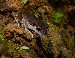 Image of Leptobrachella ventripunctata (Fei, Ye & Li ex Fei, Ye & Huang 1990)