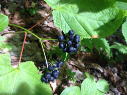 Image of wild sarsaparilla