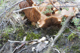 Image of Cortinarius areolatoimbricatus Cleland 1933