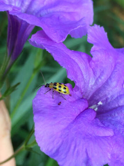 Image of Spotted Cucumber Beetle