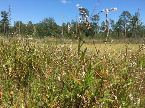 Sivun Persicaria hirsuta (Walt.) Small kuva