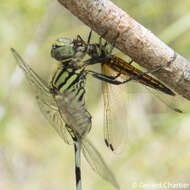 Image of Lyriothemis mortoni Ris 1919