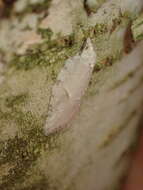 Image of Black-headed Birch Leafroller