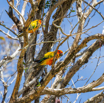 Image of Sun Parakeet