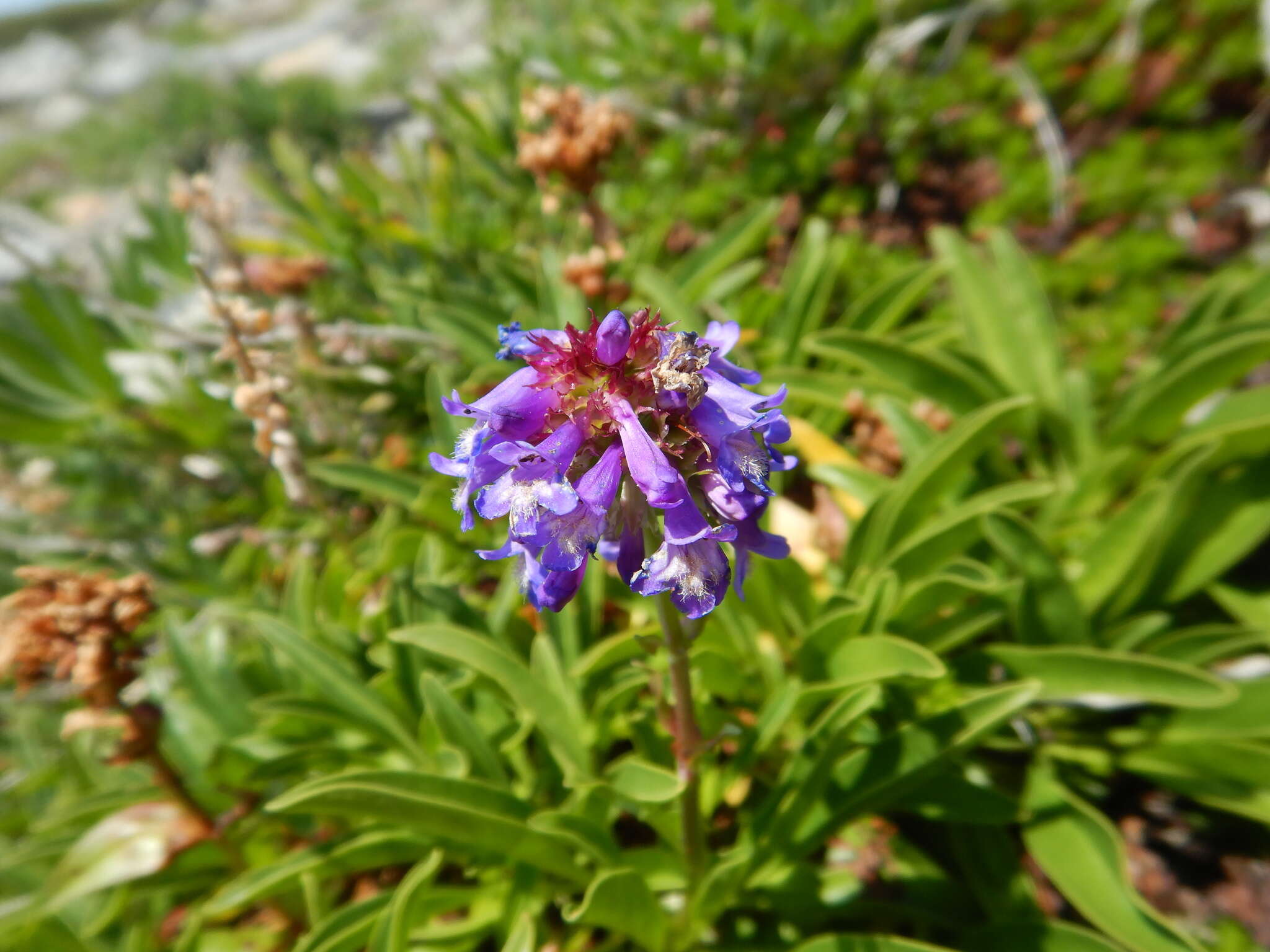 Sivun Penstemon procerus Dougl. ex Graham kuva