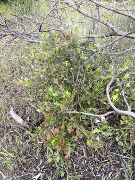 Image of Grevillea ilicifolia subsp. ilicifolia