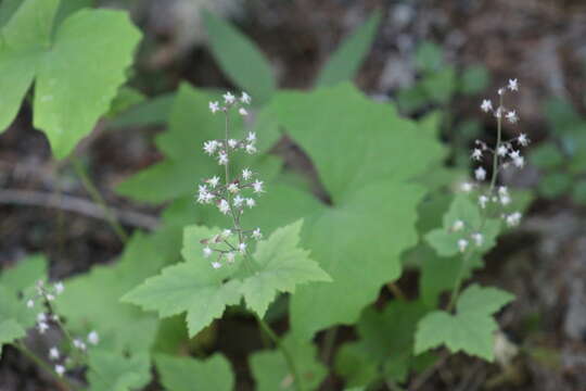 Image of oneleaf foamflower