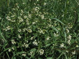 Image of white swallow-wort