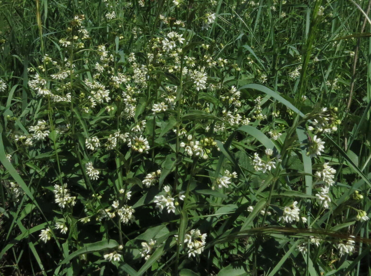 Image de Vincetoxicum hirundinaria subsp. hirundinaria