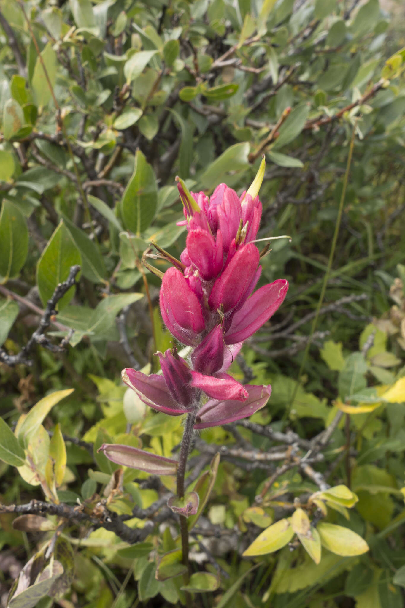 Image of Castilleja rhexifolia Rydb.