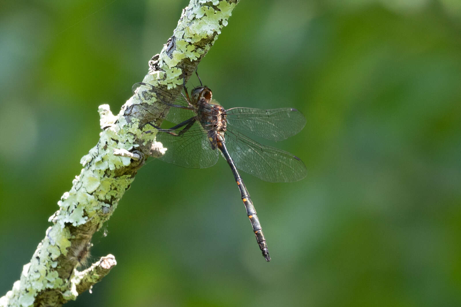 Image of Mocha Emerald