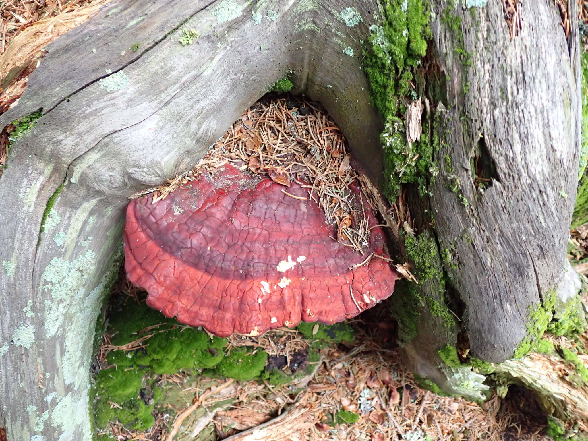 Image of Ganoderma valesiacum Boud. 1895