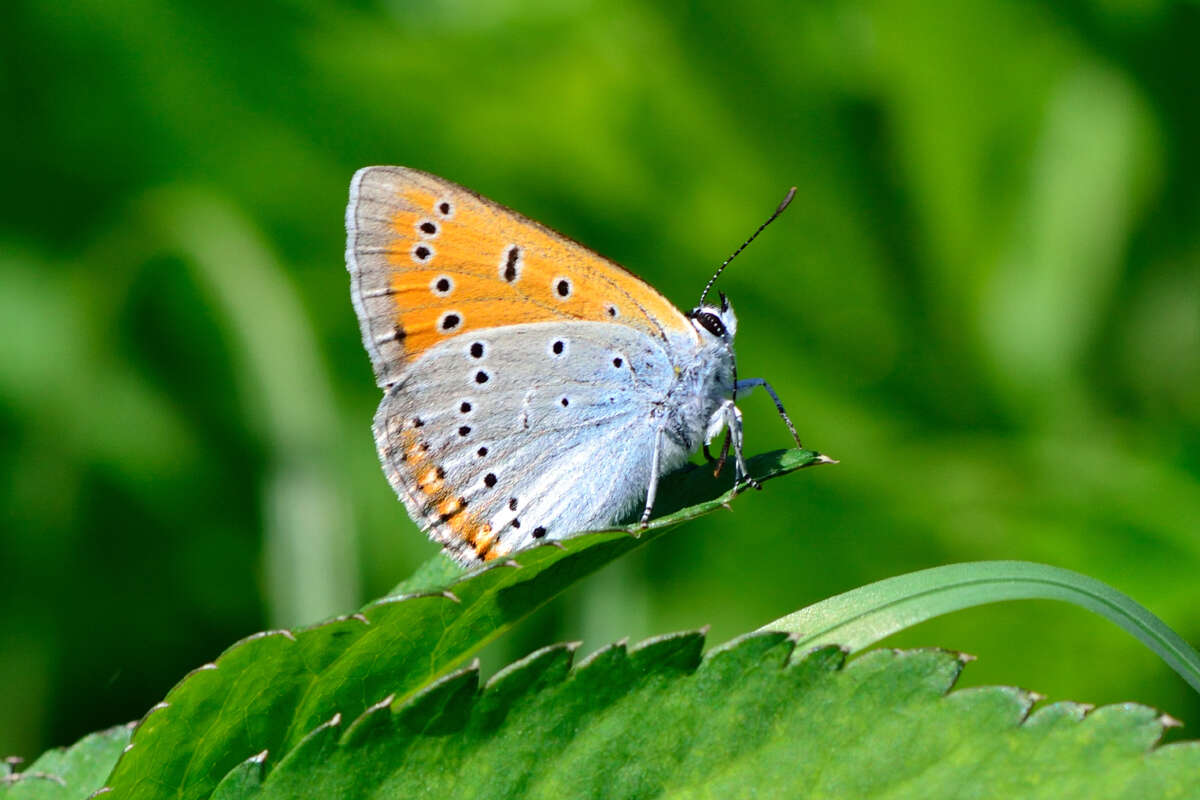 Image of Lycaena dispar rutilus (Werneburg 1864)