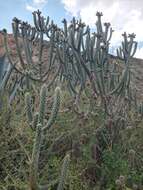 Image of cane cactus