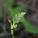 Image of tailed grapefern