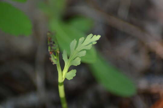 Image of tailed grapefern