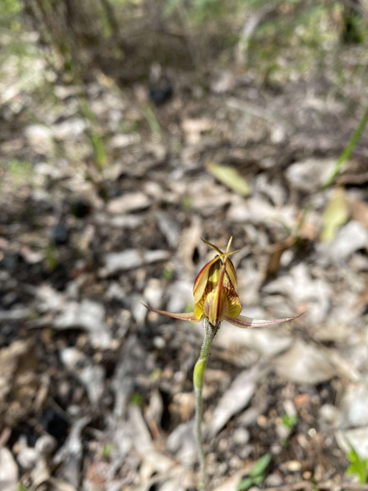 Image of Thick-lip spider orchid