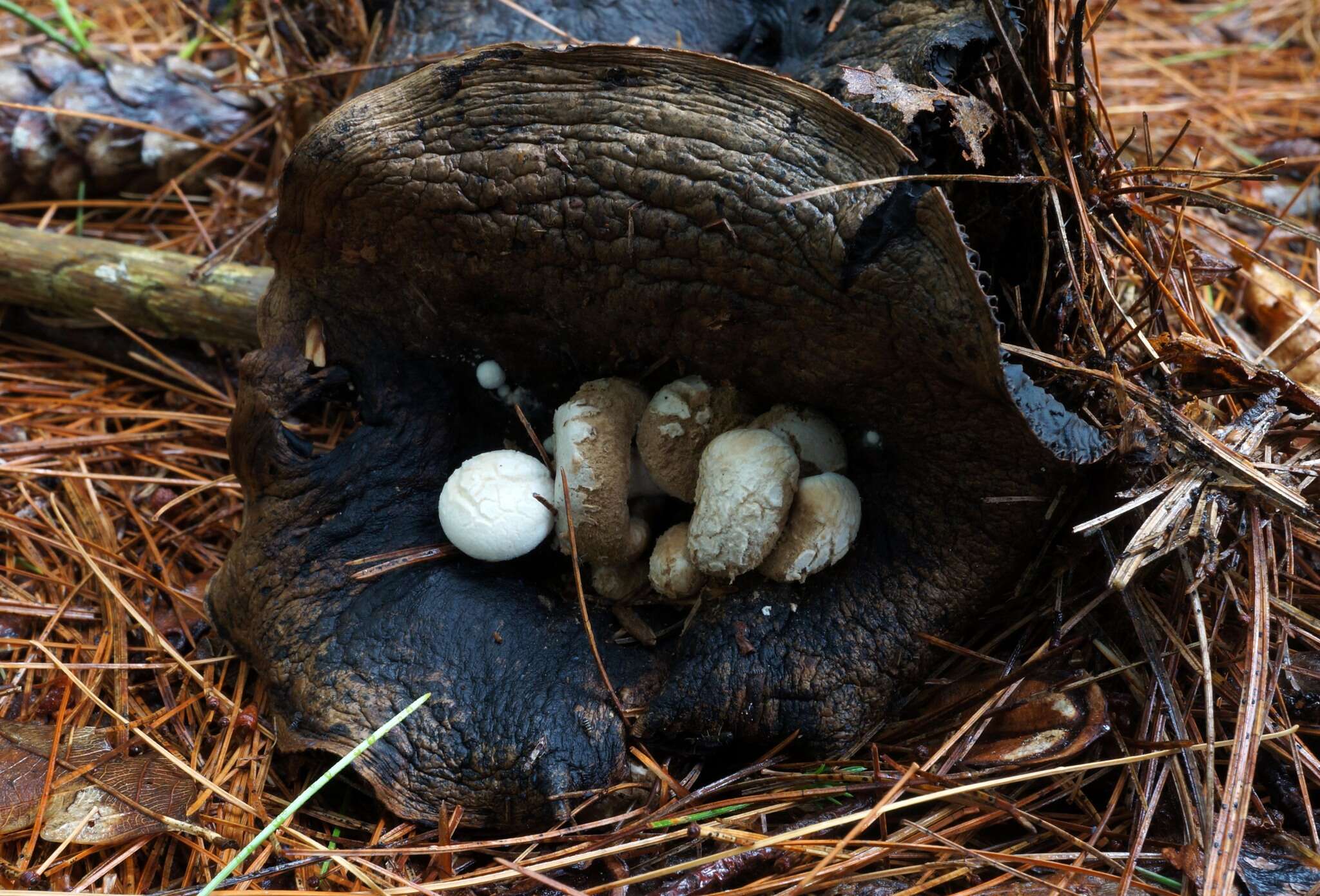 Image of Powdery Piggyback mushroom