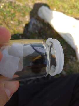 Image of High Arctic Bumble Bee