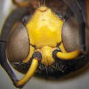 Eumenes tripunctatus (Christ 1791) resmi