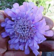 صورة Scabiosa incisa Mill.