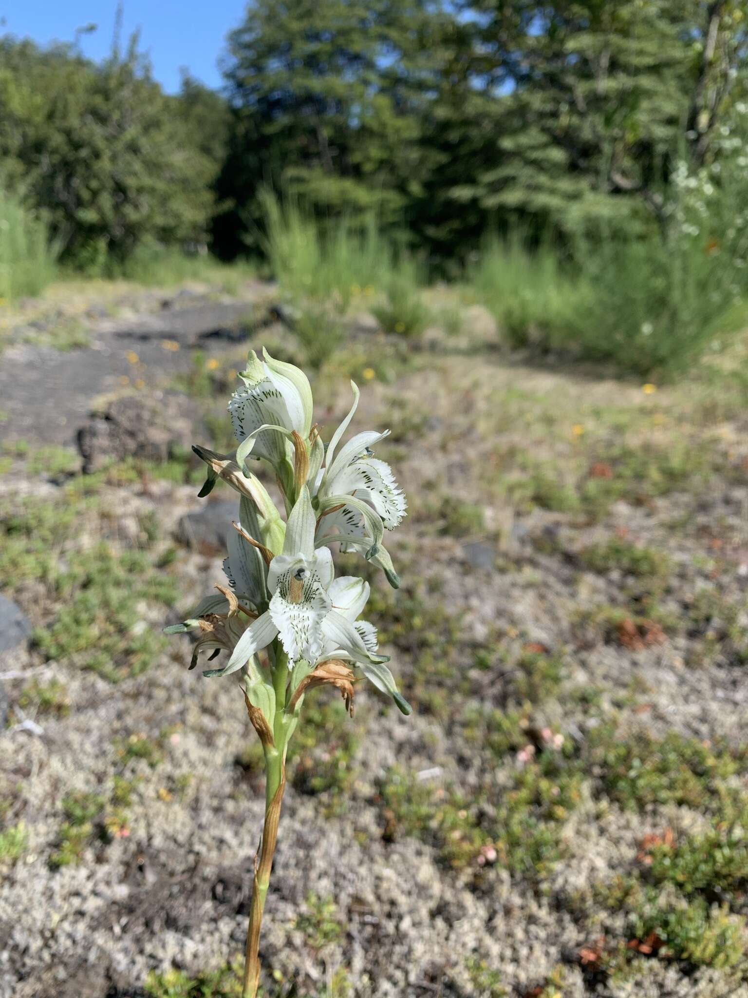 Chloraea piquichen (Lam.) Lindl.的圖片