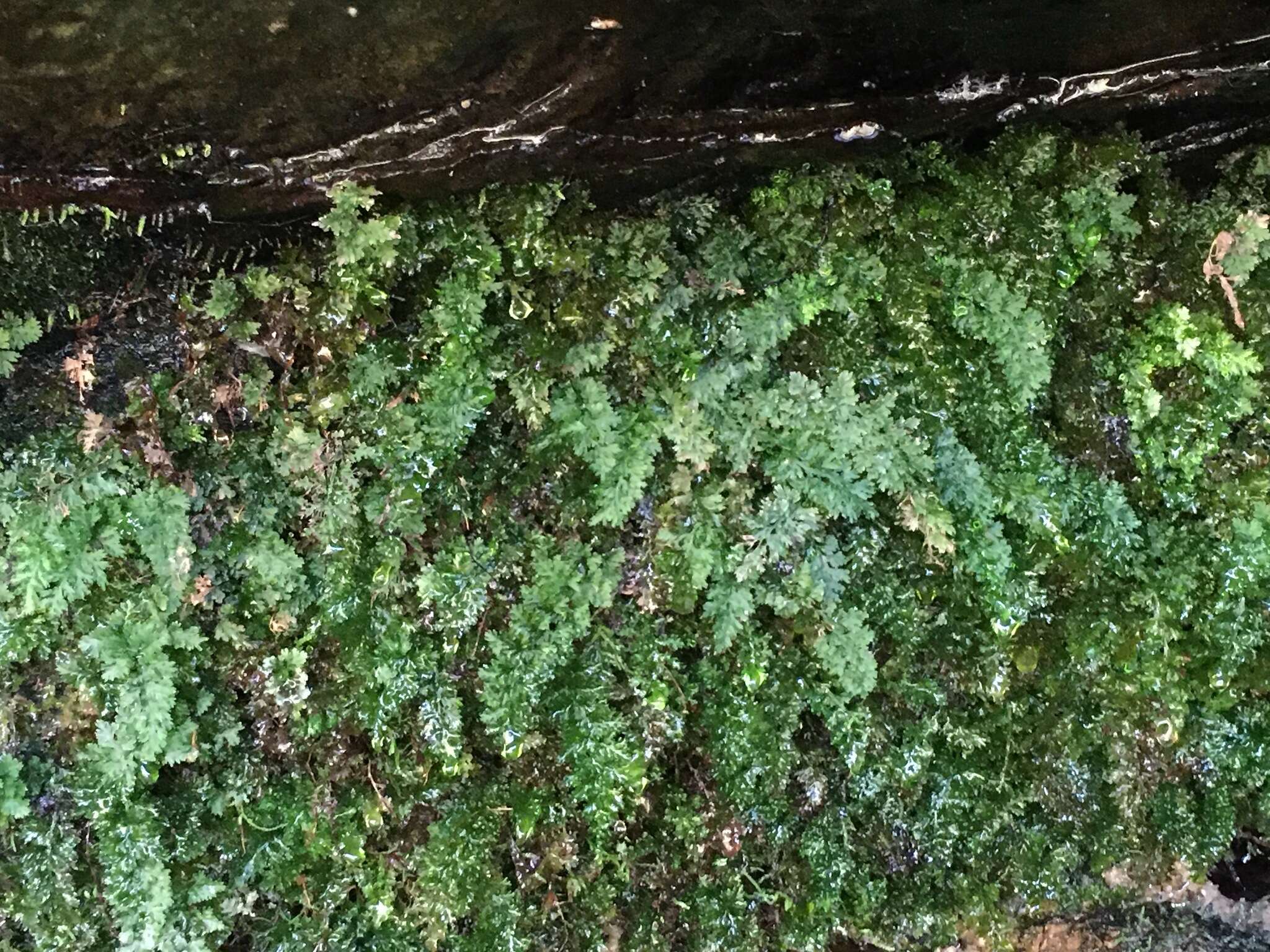 Image of Appalachian Fern