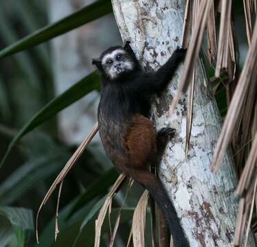 Image of brown-mantled tamarin