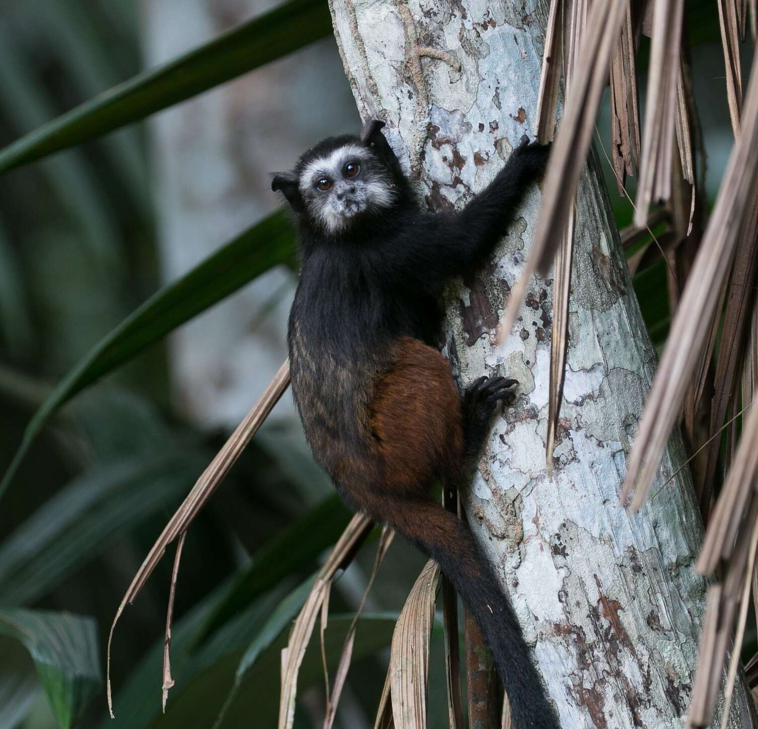 Image de Tamarin à manteau rouge