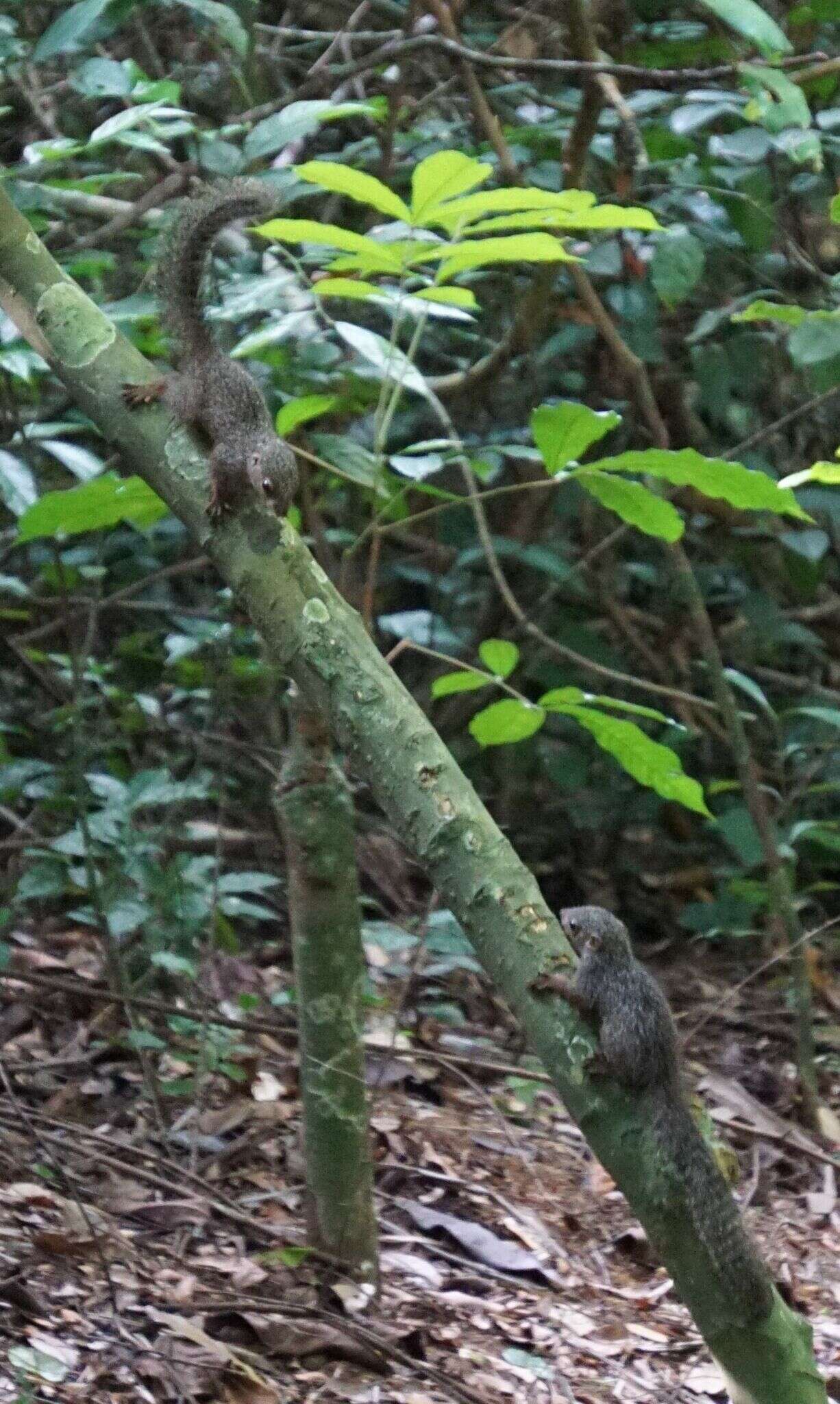 Image of Red-legged Sun Squirrel