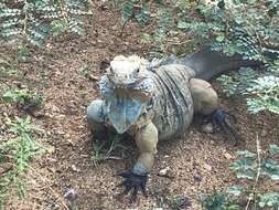 Cyclura lewisi Grant 1940 resmi