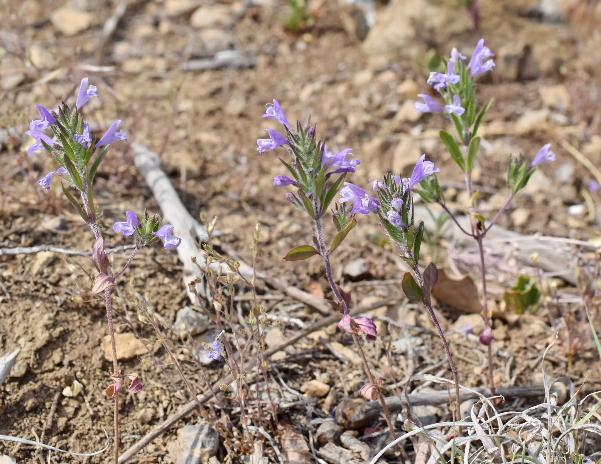 Image of Ziziphora taurica M. Bieb.