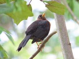 Image of Rufous-collared Robin