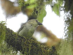 Imagem de Camarhynchus pallidus (Sclater, PL & Salvin 1870)