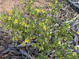 Image of Roepera aurantiaca Lindl.