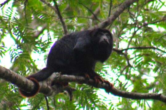 Image of Black and Red Howler