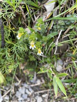 Image of Euphrasia transmorrisonensis var. durietziana (Ohwi) T. C. Huang & M. J. Wu