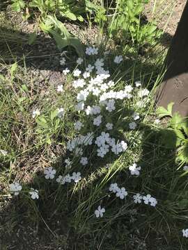 Image of flowery phlox