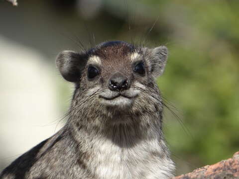 Image of Bush Hyrax