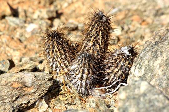 Image of Acanthopsis disperma Harv.