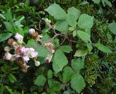 Image of Rubus rubritinctus W. C. R. Watson