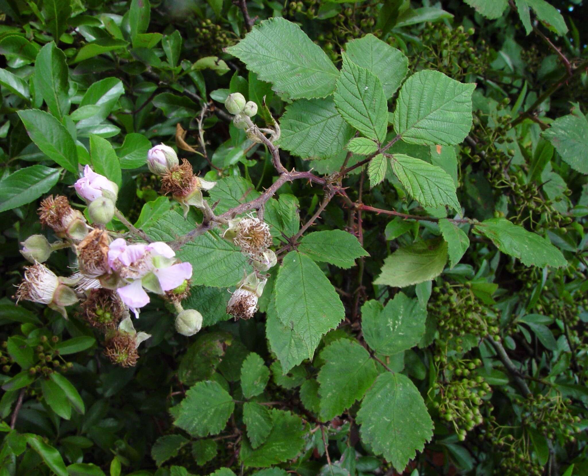 Image of Rubus rubritinctus W. C. R. Watson