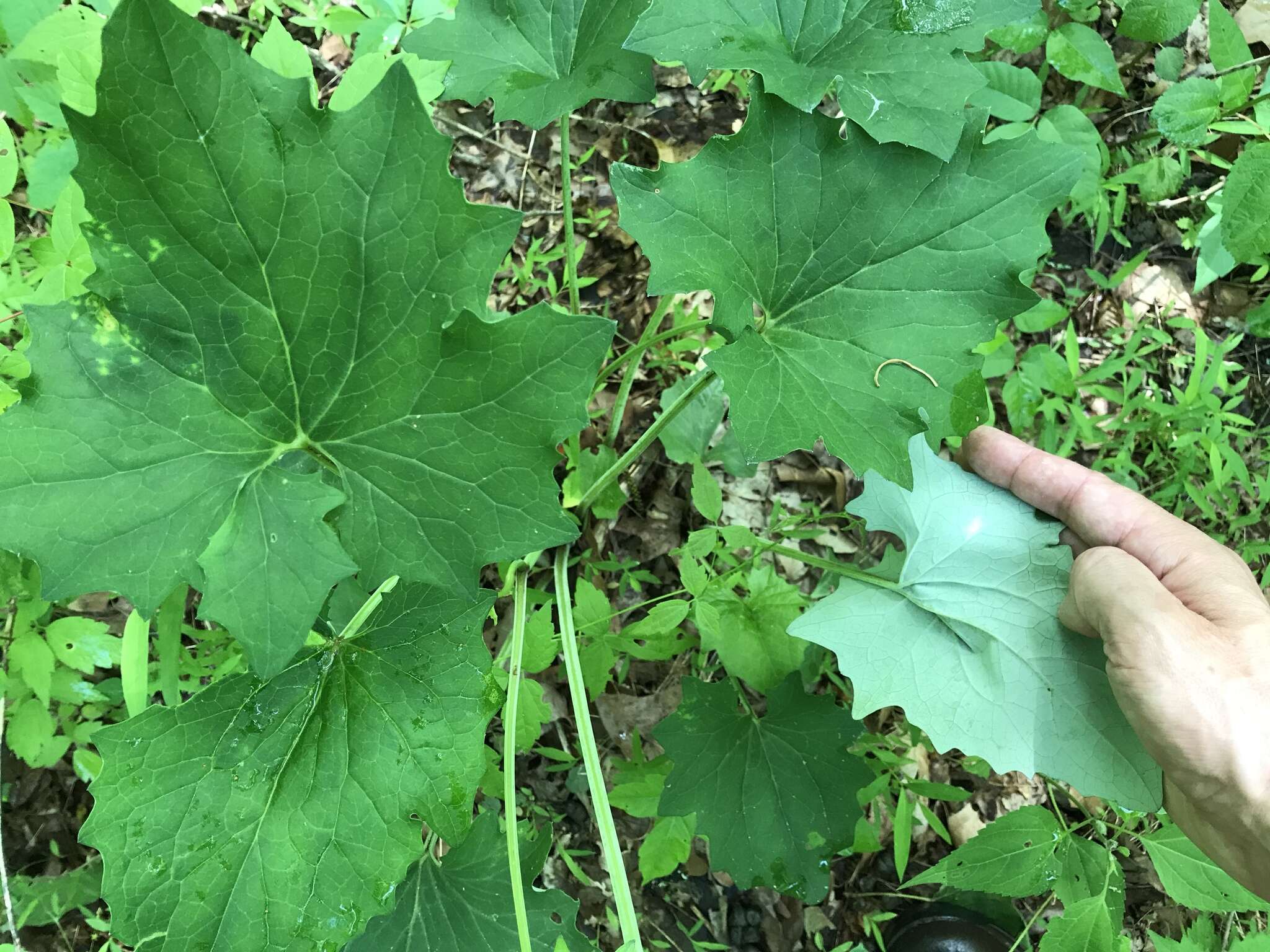 Image of pale Indian plantain