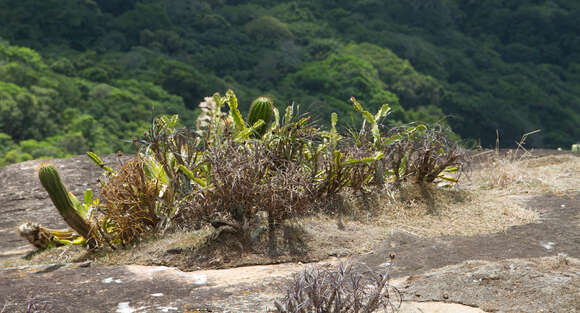 Image de <i>Rhipsalis triangularis</i>