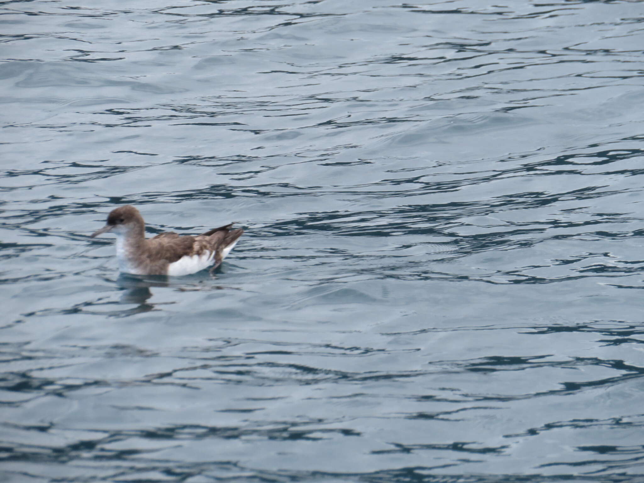 Image of Fluttering Shearwater