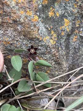 Image of Ceropegia swazica (R. A. Dyer) Bruyns