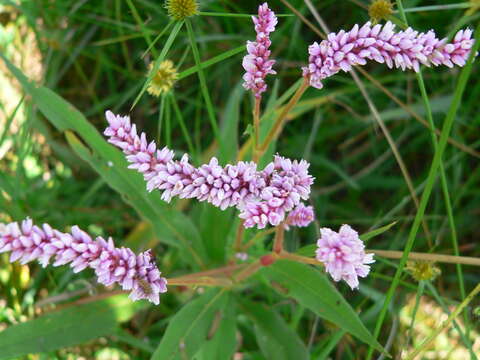 Image of Persicaria limbata (Meisn.) Hara