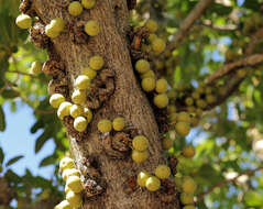 Image of Large-fruited fig