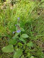 Plancia ëd Pulmonaria saccharata Miller