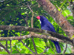 Image of Slate-colored Grosbeak